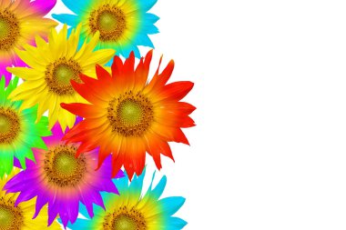 Grup renkli ayçiçeği çerçeve sol tarafta yığılmış beyaz arka plan üzerinde yalıtmak ve kopya alanı için metin ile yolları ile yapmak.