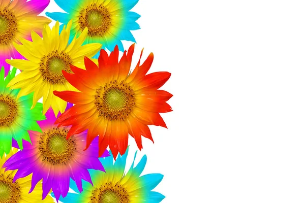 Group Colorful Sunflowers Stacked Left Frame Isolate White Background Make — Stock Photo, Image