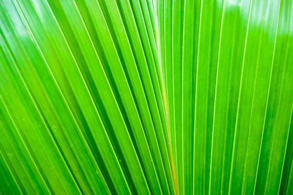 Closeup Crop Palm Leaf Background Texture Bright Green Color — Stock Photo, Image