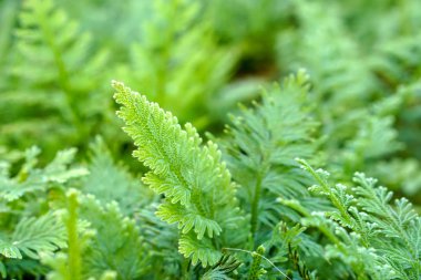 Kapatma ve kırpma çivisi yosun arkaplanı ve duvar kağıdı.