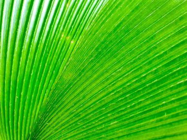 Portre ve bitki yeşil palmiye yaprak doku ve arka plan.