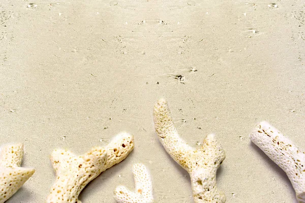 Closeup Dry coral reef on the beach floor.