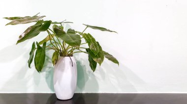 Süslü yeşil bitkiyi beyaz duvar arkaplanındaki seramik vazoda süslemek.