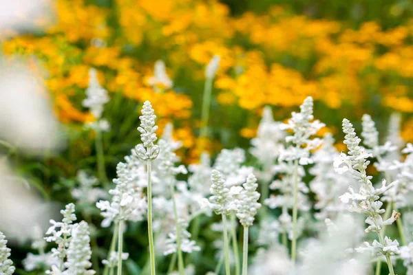 Closeup and crop little grassland flowers on blurry yellow flowers garden background.