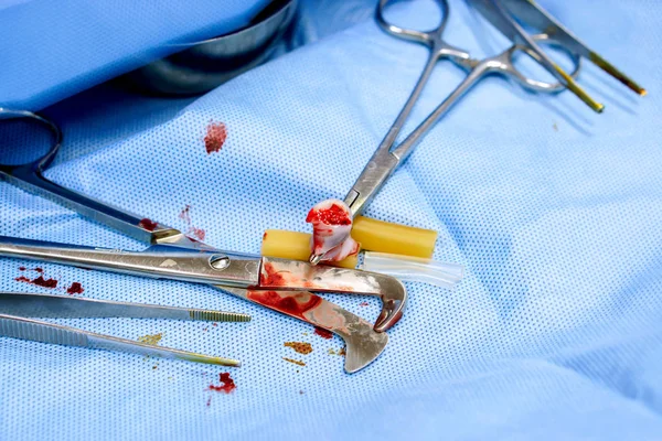 Close up image of medical scissors picking up a part umbilical cord piece of baby for abnormal detection with surgical equipment on blue counterpane background.