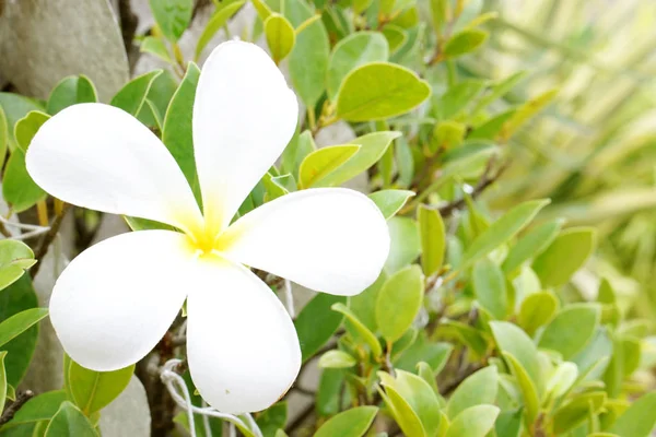 Vita Blommor Med Vackra Kronblad Gröna Blad — Stockfoto