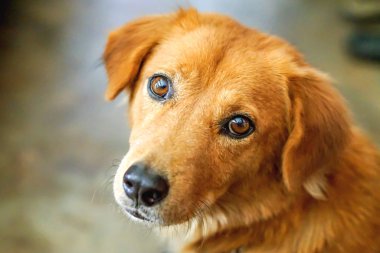 Yüz köpeği şüphelerini dile getiriyor.