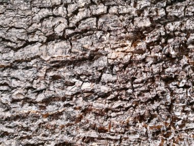 Yaklaş ve koyu kahverengi ahşap kabuk dokusunu kes