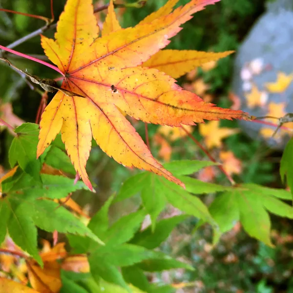 Closeup Japanese Maples Leaf — Stock Photo, Image