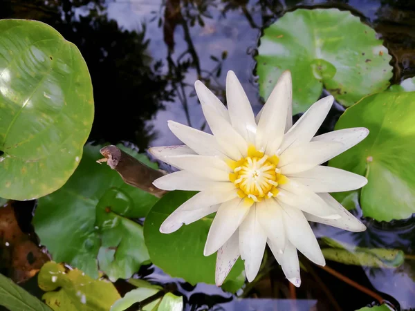 Top Uitzicht Close Van Witte Lotus Bloem Bloeien Een Zwembad — Stockfoto