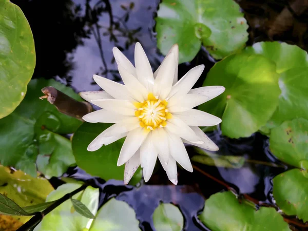 Top Uitzicht Van Witte Lotus Bloem Bloeien Een Zwembad Zondagochtend — Stockfoto