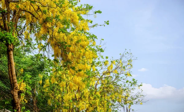 Vista Colheita Flores Amarelas Fundo Céu Azul Claro — Fotografia de Stock