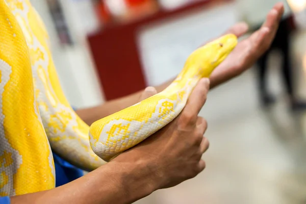 Closeup Crop Hand Human Touch Holding Yellow Python Blurry Background — Stock Photo, Image