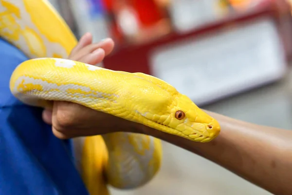 Closeup Crop Hand Human Touch Holding Yellow Python Blurry Background — Stock Photo, Image