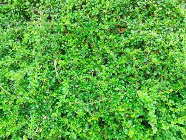 Yavru köpek bütün gün koştuktan sonra köpek yatağında uyur..