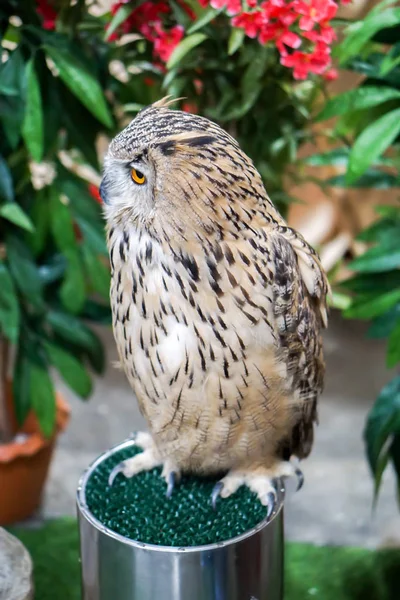 Closeup Big Owl Standing Steel — Stock Photo, Image