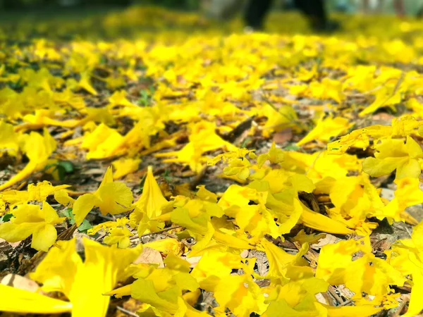 Fechar Plantar Muitas Flores Amarelas Piso Térreo — Fotografia de Stock