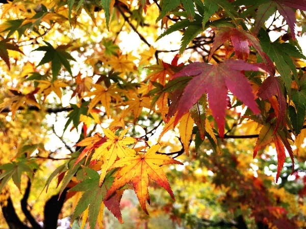 Closeup Crop Japanese Maples Leaf Background — Stock Photo, Image