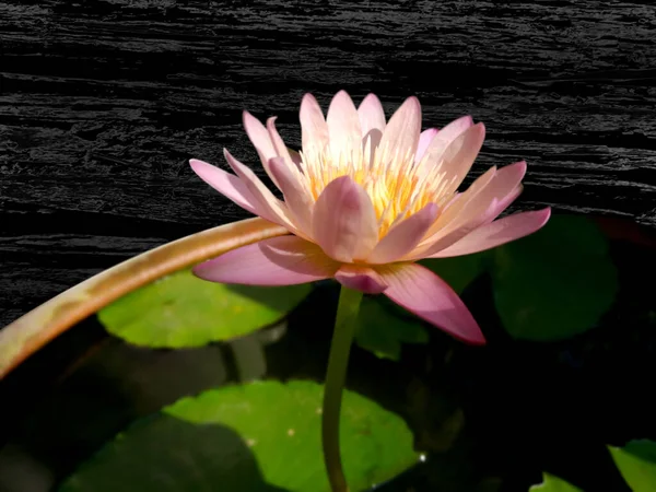 Mooie Roze Lotus Bloem Bloeien — Stockfoto