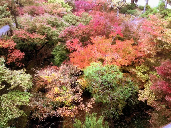 Nahaufnahme Und Ernte Farbenfrohe Landschaft Ahornbäume Kyoto — Stockfoto