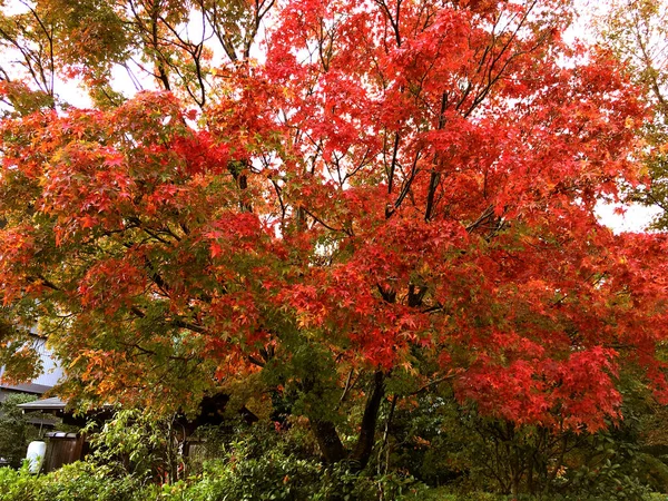 Closeup Crop Red Maple Kyoto Public Park — Stock Photo, Image