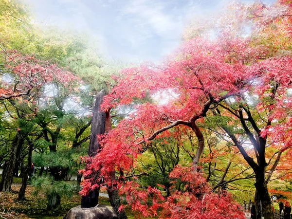 Primo Piano Acero Colorato Nel Parco Pubblico Kyoto — Foto Stock