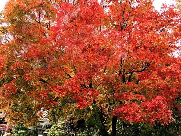 Zbliżenie Upraw Czerwony Klon Parku Publicznym Kioto — Zdjęcie stockowe
