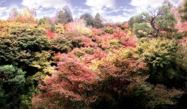 Closeup Crop Colorful Landscape Maple Trees Kyoto — Stock Photo, Image