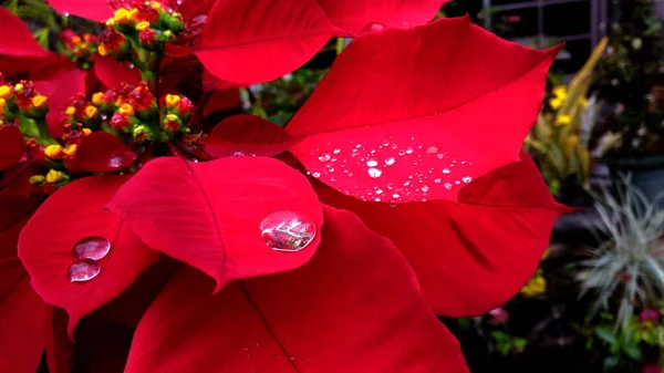 Primer Plano Cosechas Poinesettia Salir Con Gota Lluvia — Foto de Stock