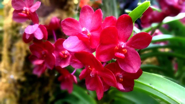 Närbild Och Beskära Vackra Röda Orkidé Suddig Ledighet Bakgrund — Stockfoto