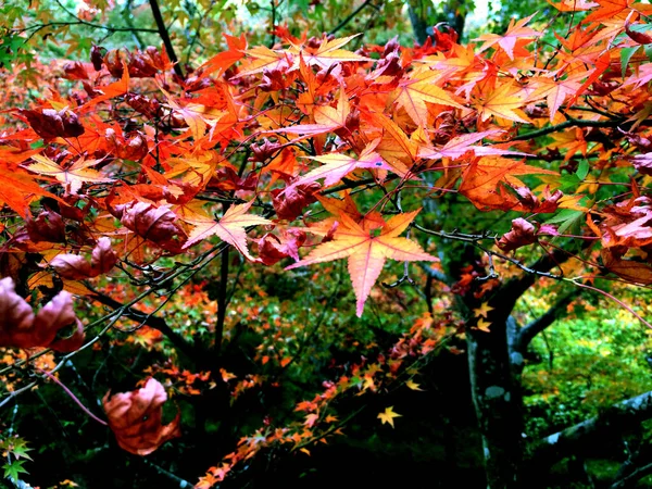 Érable Rouge Gros Plan Cultivé — Photo