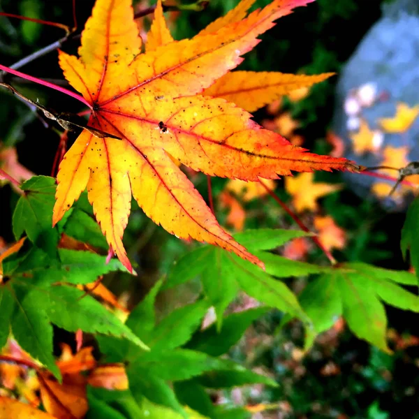 Nahaufnahme Und Ernte Japanisches Ahornblatt Auf Verschwommenem Naturhintergrund — Stockfoto