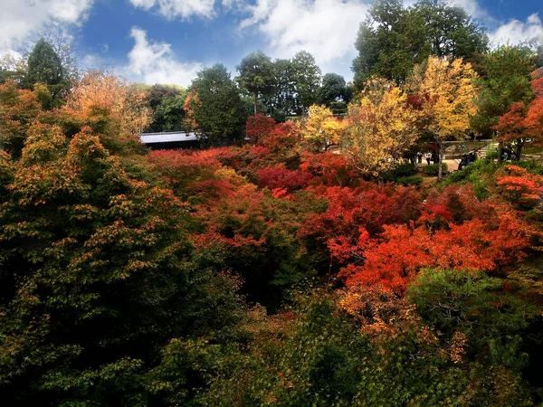 鮮やかな青空を背景に 日本のカラフルなカエデの森の風景 — ストック写真