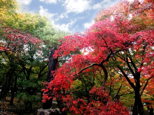 Gros Plan Japon Érable Rouge Change Kyoto Public Park — Photo