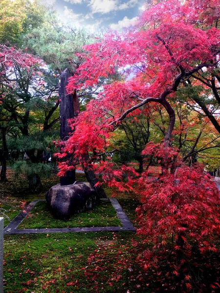 Japon Kırmızı Akçaağaç Renk Değişimi Kyoto Halk Parkında — Stok fotoğraf