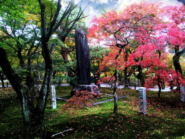 Gros Plan Japon Érable Rouge Change Kyoto Public Park — Photo