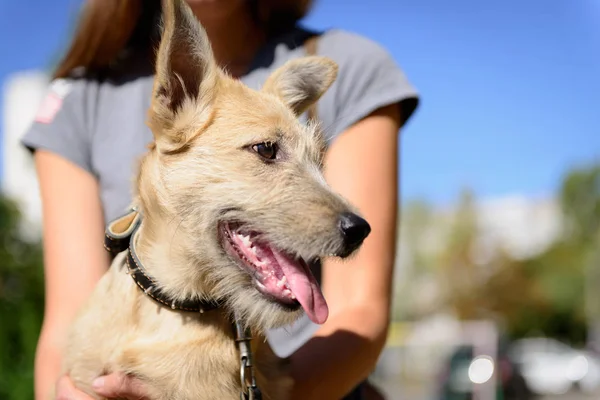 Mutlu kırmızı köpek yavrusu köpek — Stok fotoğraf