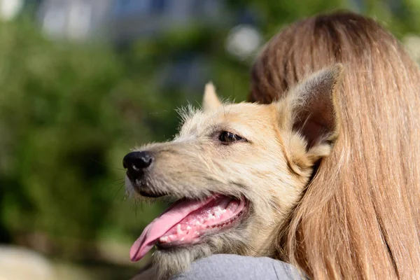 Glücklich roter Welpe Hund — Stockfoto