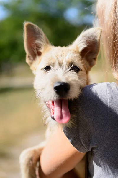 Felice cane cucciolo rosso Foto Stock