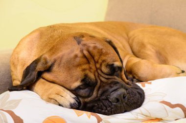bullmastiff köpek dinlenme