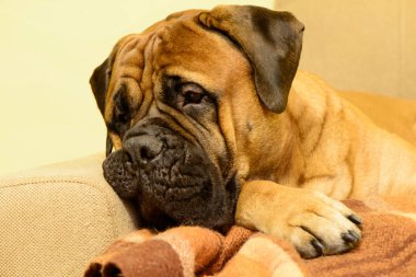 bullmastiff köpek dinlenme