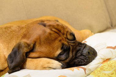 bullmastiff köpek dinlenme