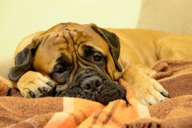 bullmastiff köpek dinlenme