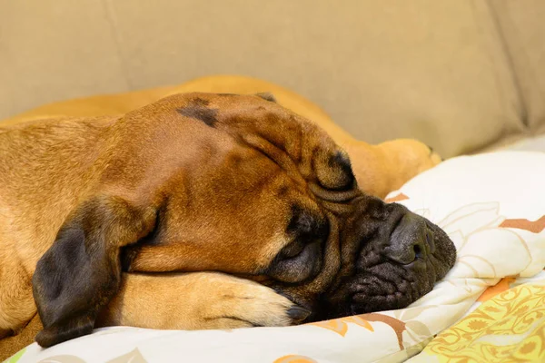Bulmastif pes odpočívá — Stock fotografie