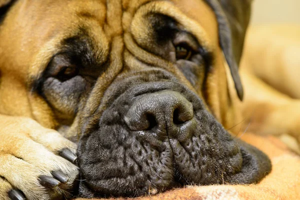 Bulldogge rastet aus — Stockfoto