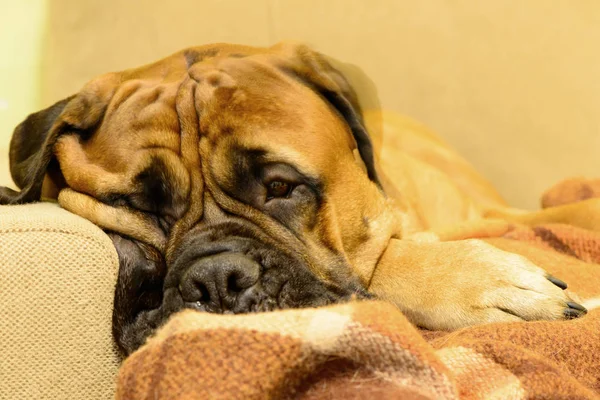 Bullmastiff köpek dinlenme — Stok fotoğraf