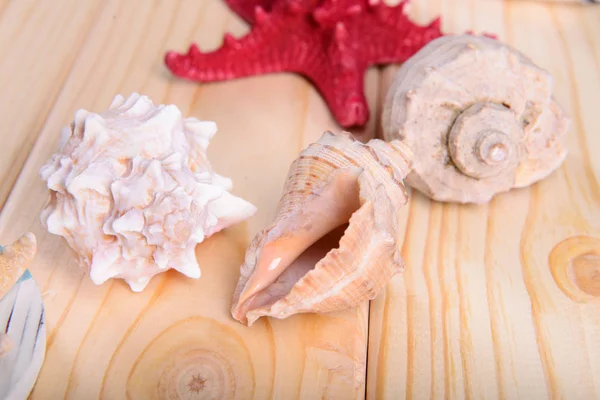 海贝壳和木制的背景上的海星 — 图库照片