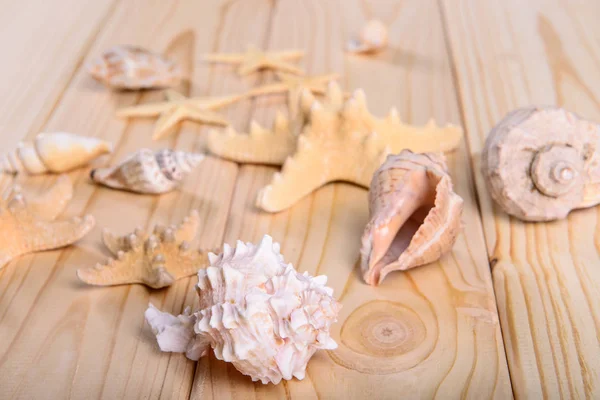 Seashell and starfish on a wooden background — Stock Photo, Image