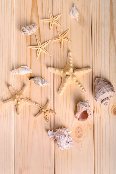 Concha marina y estrellas de mar sobre un fondo de madera — Foto de Stock