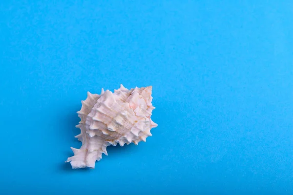 青色の背景に白い貝殻 — ストック写真